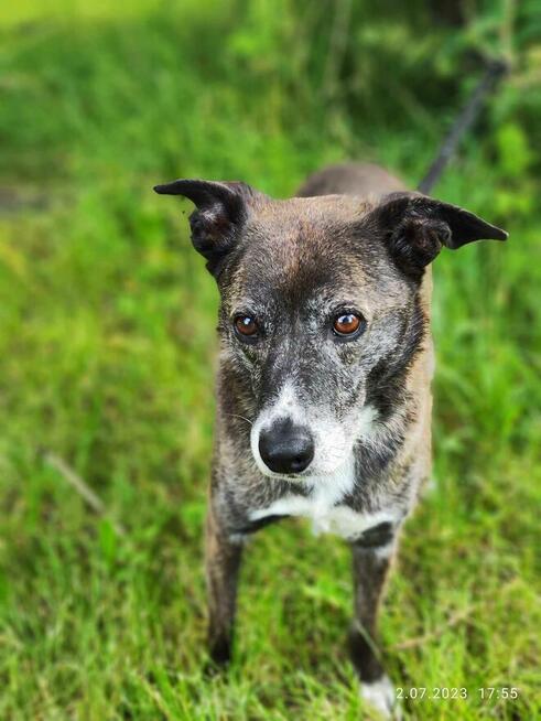 8 letnia Łapka szuka domu!