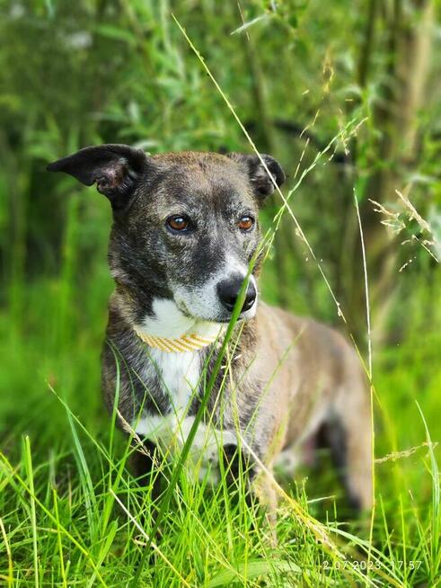 8 letnia Łapka szuka domu!