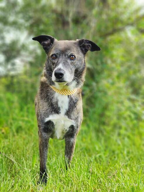 8 letnia Łapka szuka domu!