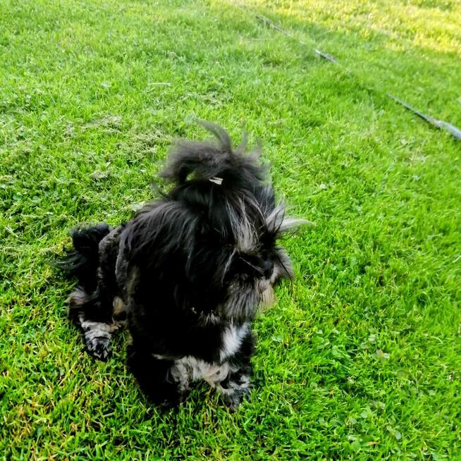 Shih-tzu reproduktor/krycie