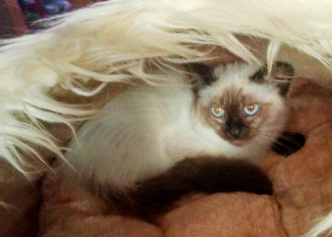 Kocięta Ragdoll Rumia