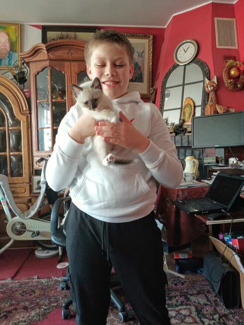 Kocięta Ragdoll Rumia