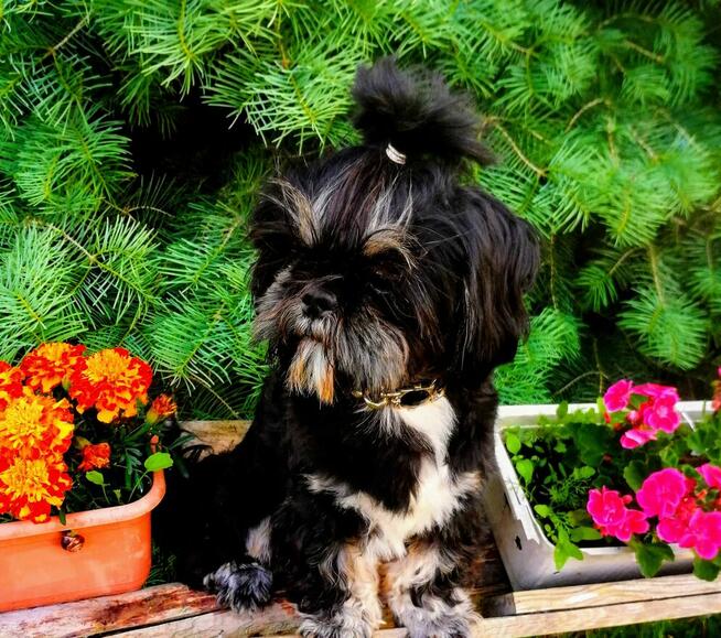 Shih-tzu reproduktor/krycie