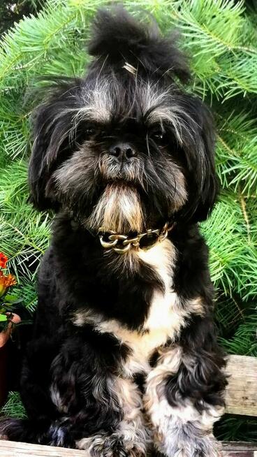 Shih-tzu reproduktor/krycie