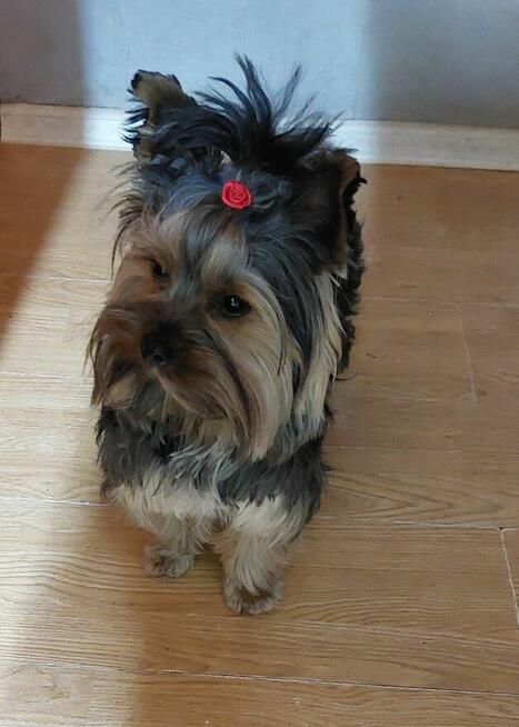 Reproduktor York Black and tan / krycie