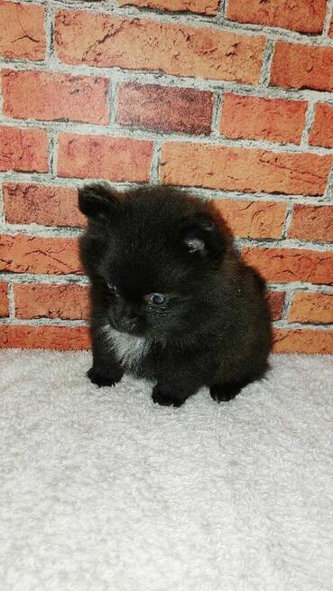 Sliczny Chłopiec pomeranian