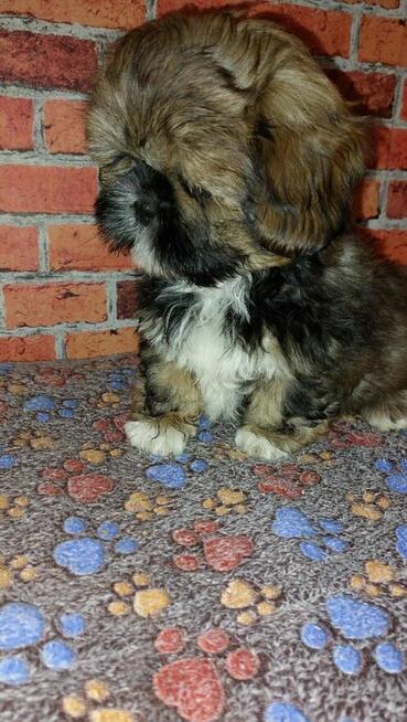 Chlopak Shih-tzu