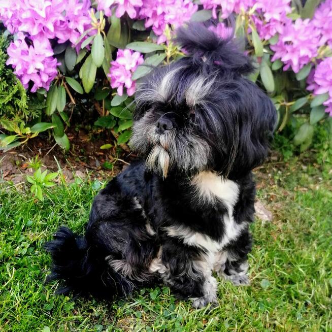 Shih-tzu reproduktor/krycie