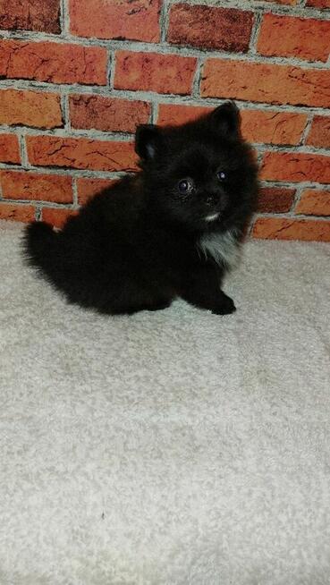 Sliczny Chłopiec pomeranian