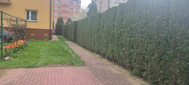 Wycinka drzewa Ogrodnictwo Frezowanie Pni Koszenie Trawy