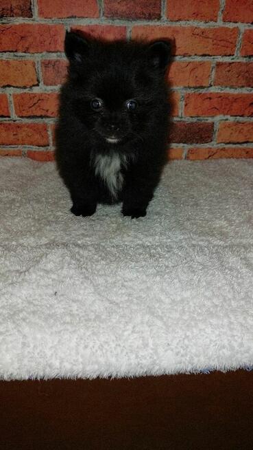 Sliczny Chłopiec pomeranian