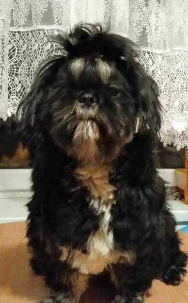 Shih-tzu reproduktor/krycie