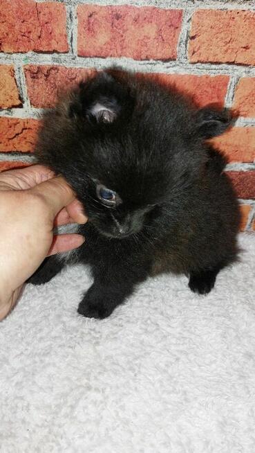 Sliczny Chłopiec pomeranian