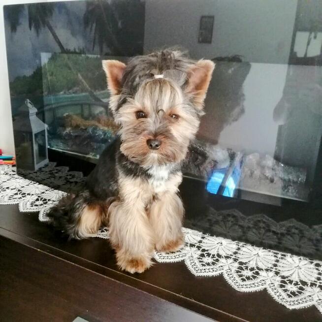 Reproduktor York Black and tan / krycie