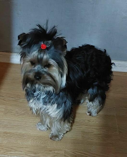 Reproduktor York Black and tan / krycie