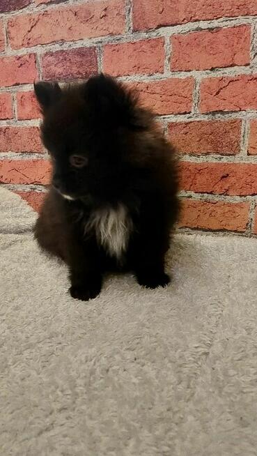 Sliczny Chłopiec pomeranian