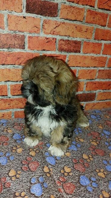 Chlopak Shih-tzu