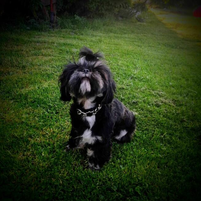 Shih-tzu reproduktor/krycie