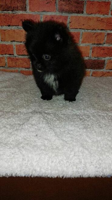 Sliczny Chłopiec pomeranian