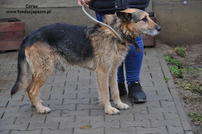 Corso - przyjazny, szorstkowłosy pies