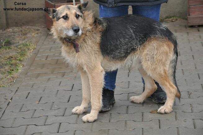 Corso - przyjazny, szorstkowłosy pies