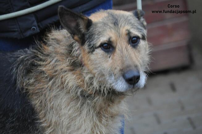 Corso - przyjazny, szorstkowłosy pies