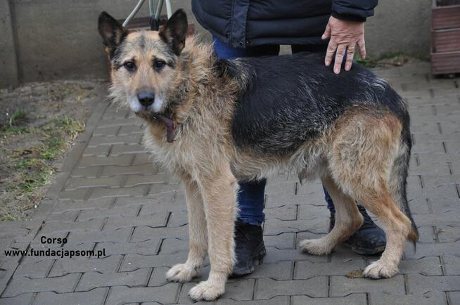 Corso - przyjazny, szorstkowłosy pies