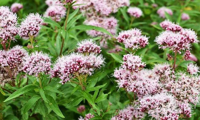 Sprzedaż hurtowa Waleriana lekarska od producenta