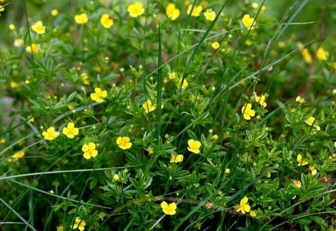 Sprzedaż hurtowa Pięciornik prosty od producenta