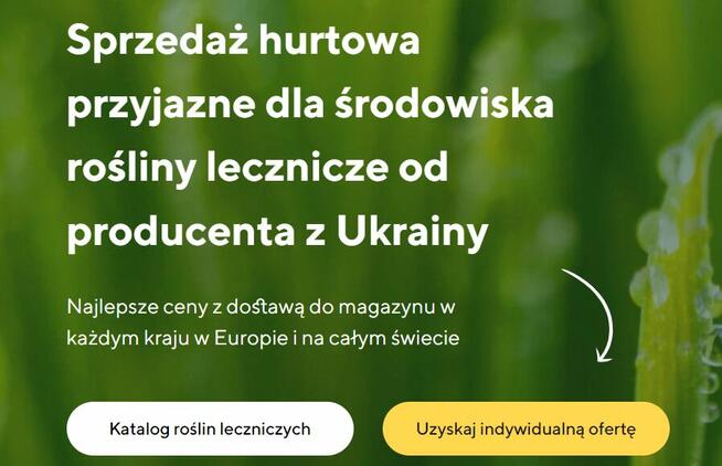 Sprzedaż roślin leczniczych