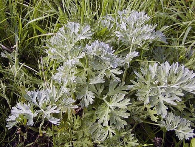 Sprzedaż hurtowa Bylica piolun od producenta