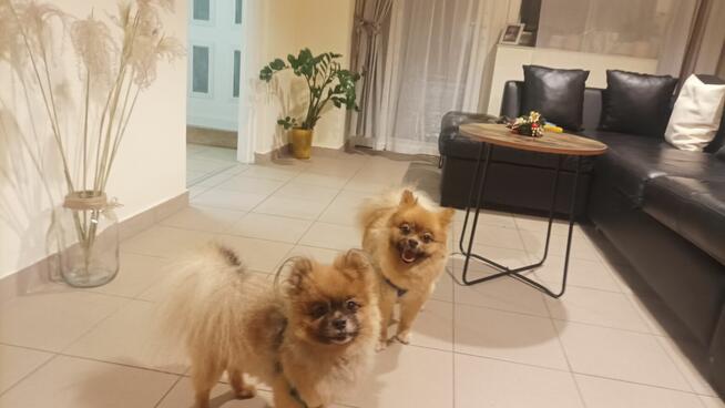 Strzyżenie psów Kościerzyna ul Kartuska 21