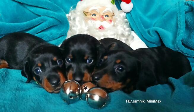 Jamniki Krótkowłose królicze, miniaturowe / FCI Kraków