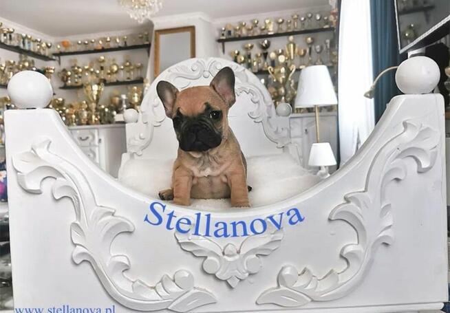 Buldog Francuski FCI