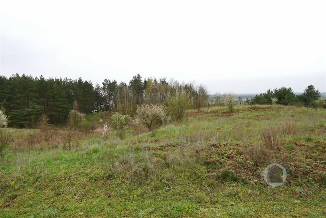 Działka z WZ w Nowym Kurowie, graniczy z lasem