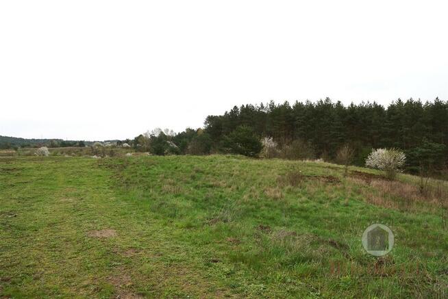 Działka z WZ w Nowym Kurowie, graniczy z lasem