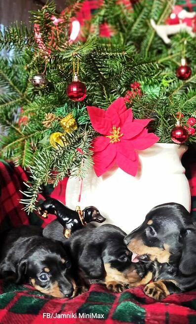 Jamniki Krótkowłose królicze, miniaturowe / FCI Kraków