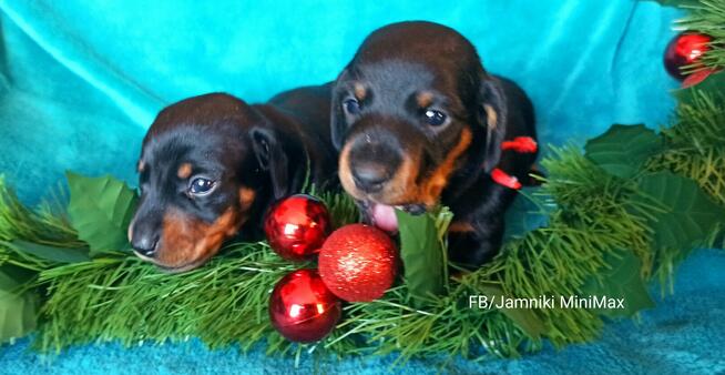 Jamniki Krótkowłose królicze, miniaturowe / FCI Kraków