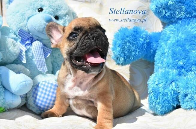 Buldog Francuski FCI