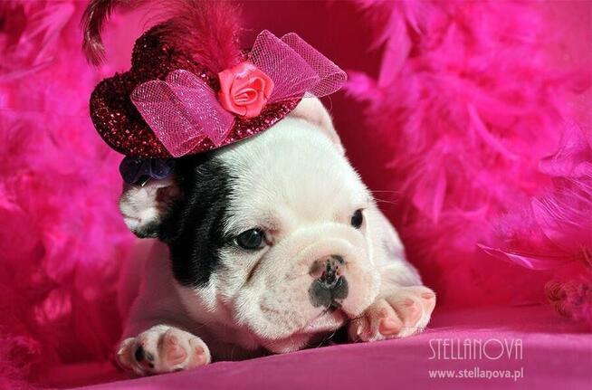 Buldog Francuski FCI