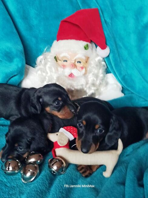 Jamniki Krótkowłose królicze, miniaturowe / FCI Kraków