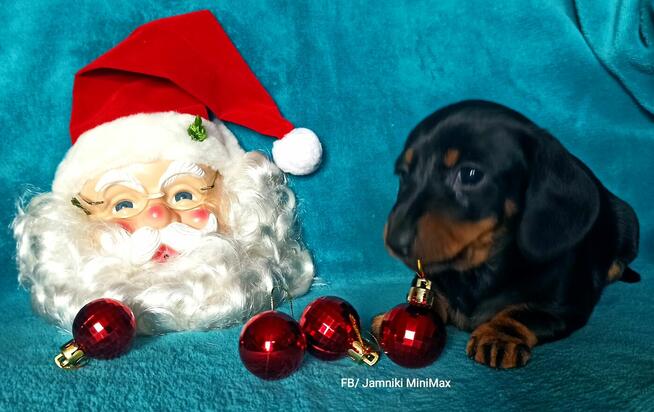 Jamniki Krótkowłose królicze, miniaturowe / FCI Kraków