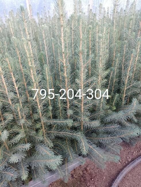 Świerki, sosny, jodła sadzonki