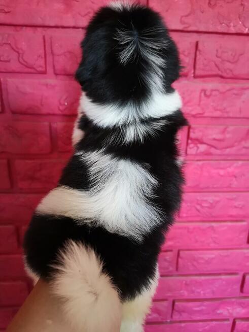 SHIH TZU - szczenięta - Pieski , Suczki