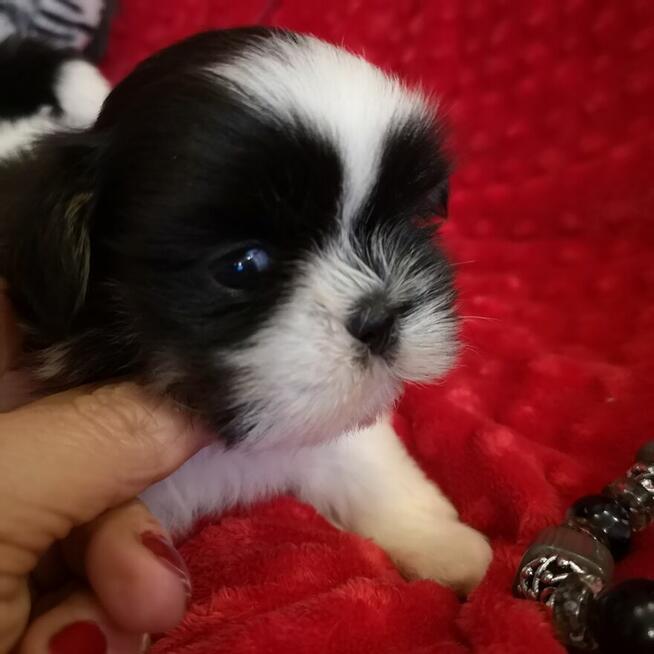 Shih tzu śliczne puchate szczenięta Pieski i Suczki