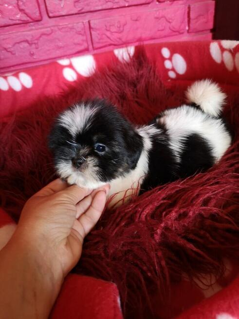 SHIH TZU - szczenięta - Pieski , Suczki