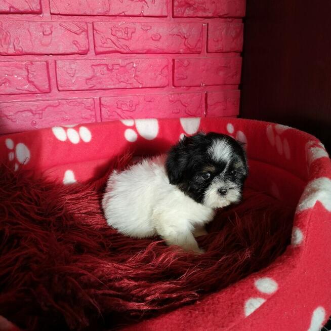 **Suczki**Szczenięta rasy SHIH TZU