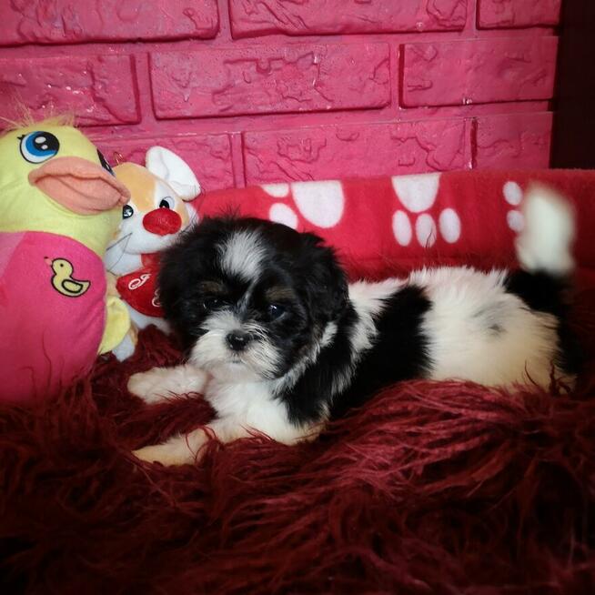 **Suczki**Szczenięta rasy SHIH TZU