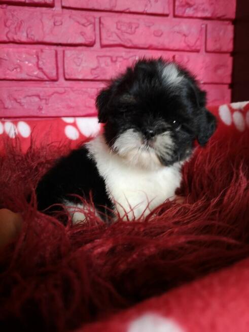 SHIH TZU - szczenięta - Pieski , Suczki