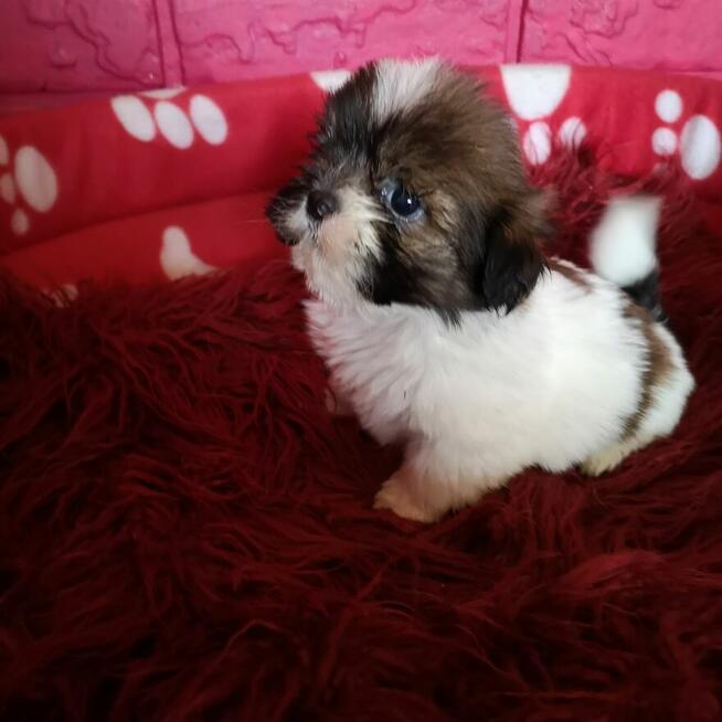 **Suczki**Szczenięta rasy SHIH TZU